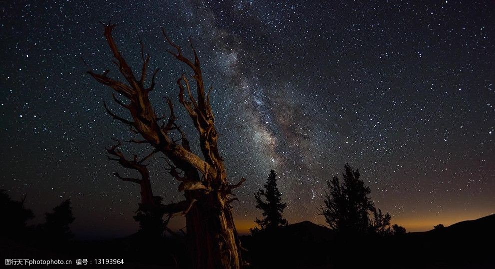 星空下的枯树图片