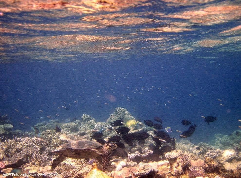 关键词:海底世界 马尔代夫 w岛 浮潜 海底风光 海洋生物 生物世界