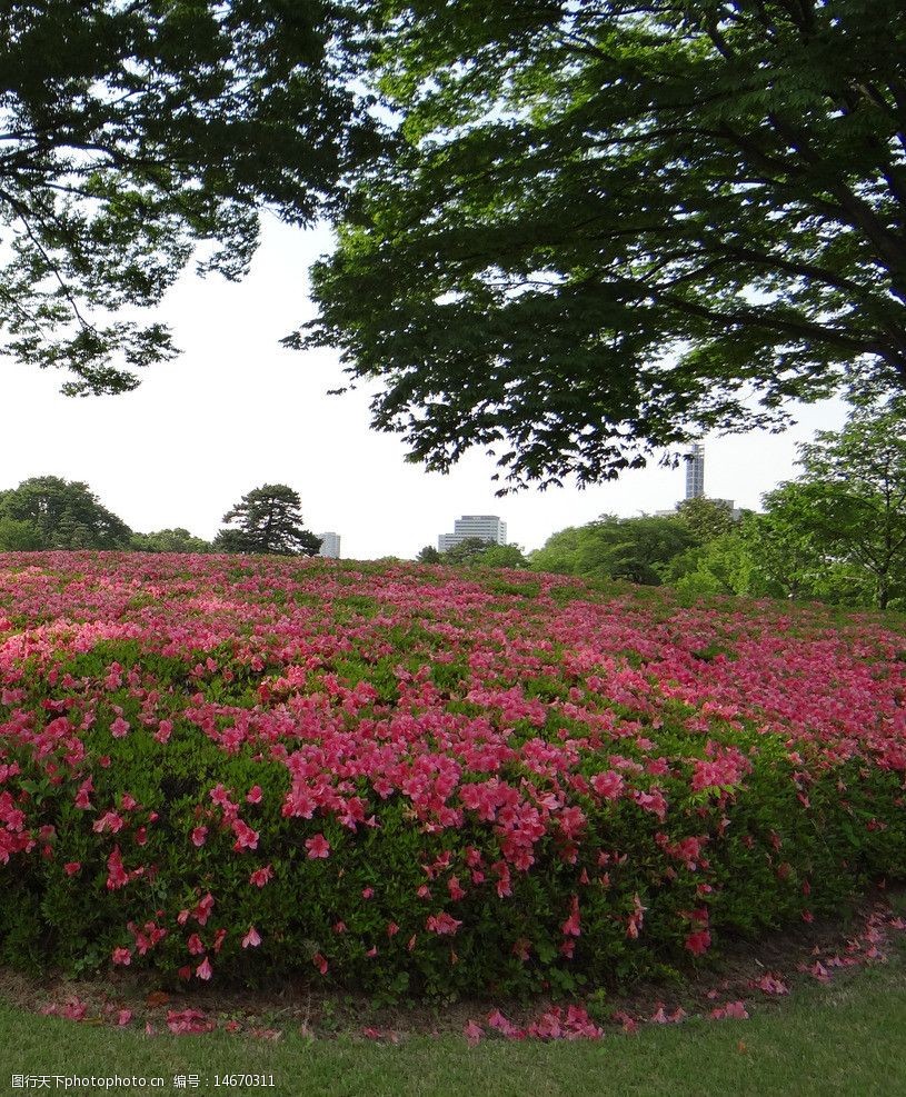 关键词:日本城市花卉 日本 绿化 花卉 草坪 树木 绿树 红花 灌木 国外