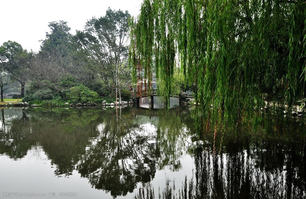 杭州西湖垂柳图片
