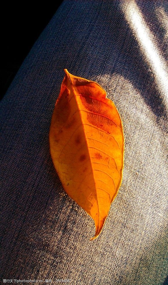 关键词:金色树叶 橘红色 叶子 红叶 金叶 树木树叶 生物世界 摄影 72