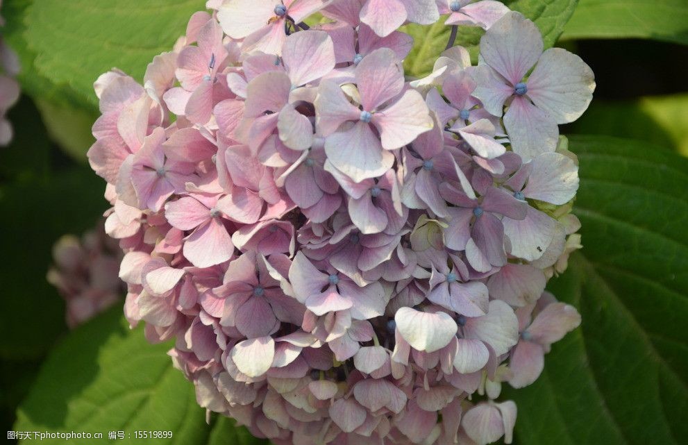 关键词:八仙花 花卉 绣球 紫阳花 伞房花序 顶生 球状 淡粉红色 花卉