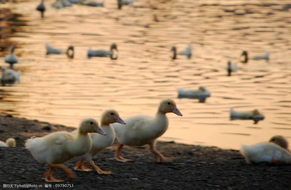 关键词:鸭子散步 鸭子 走路 黄昏 池塘 家禽家畜 生物世界 摄影 300