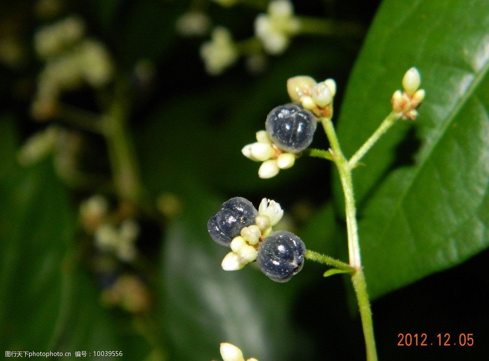 黄色小蓓蕾花黑果实图片