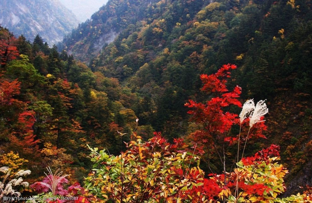 关键词:秋天风景 秋季 红色枫叶 山上 青山 树木 风景摄影 自然风景