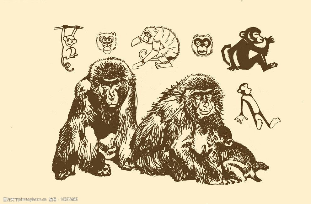 关键词:动物图案 猴 卡通 动物 纹样 图案 白描 简笔画 儿童画 猴子