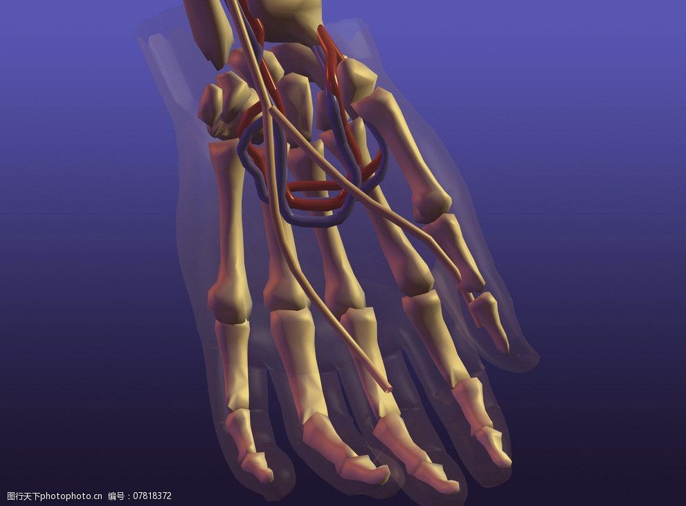 关键词:手掌骨 腕骨 掌骨 指骨 手指关节 手掌解剖 医学器官图鉴 医疗