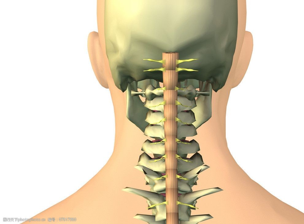 颈椎骨图片