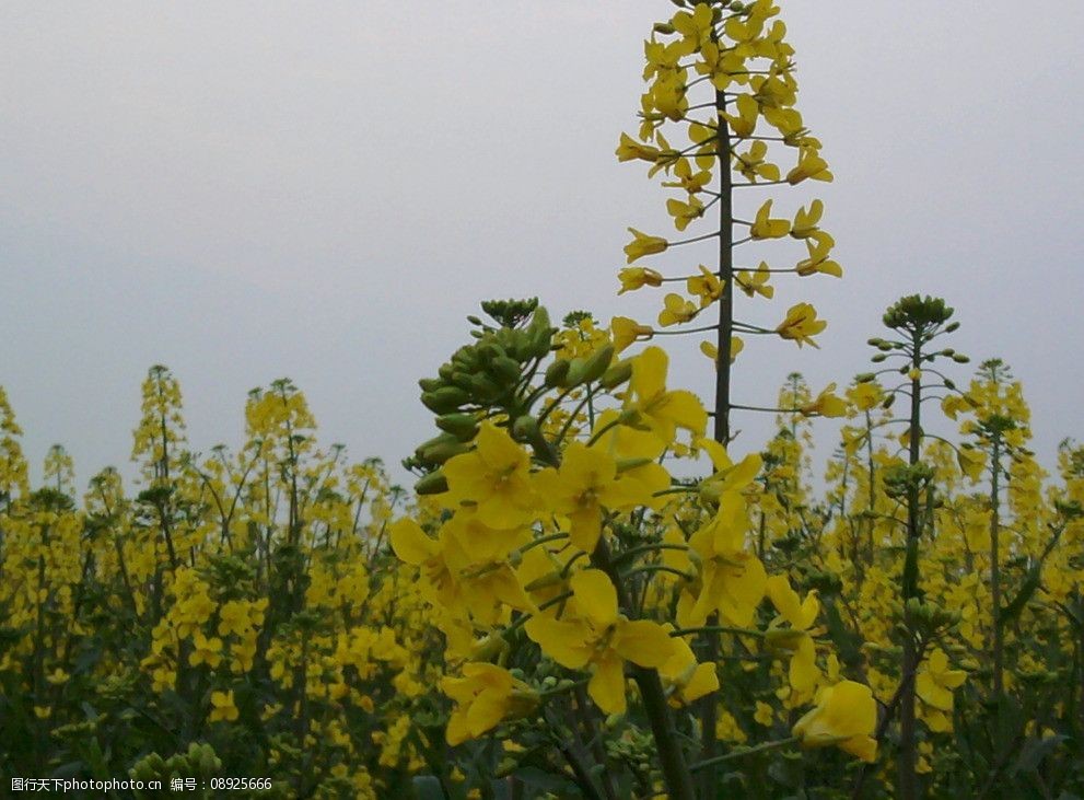 油菜花图片