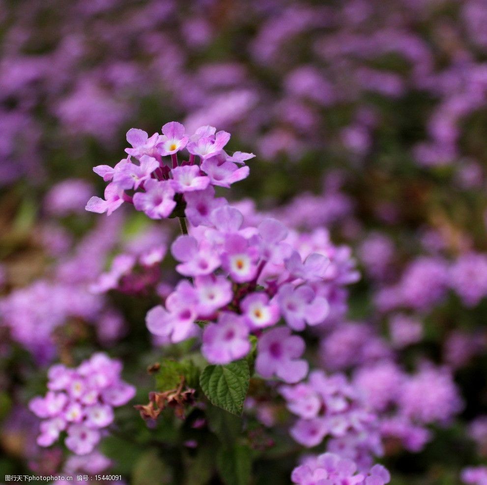 关键词:花卉特写 花卉 路边野花 粉色 紫色 南方植物 阳光照耀 广州