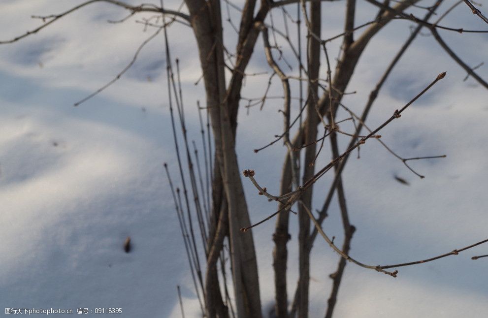 关键词:雪中枯枝 雪林 雪地 树枝 树木树叶 生物世界 摄影 300dpi jpg
