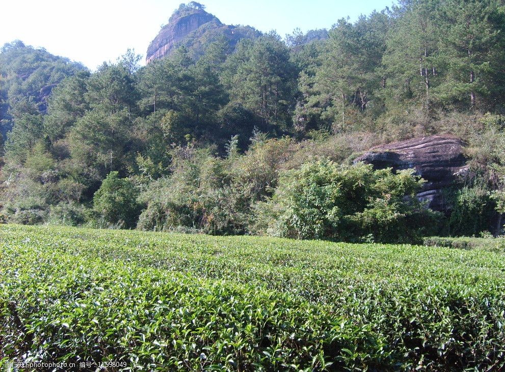 大红袍茶树图片