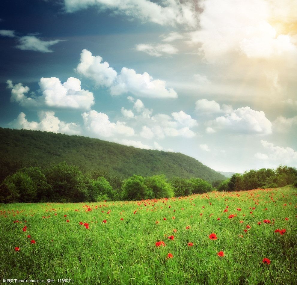 山坡上的虞美人图片