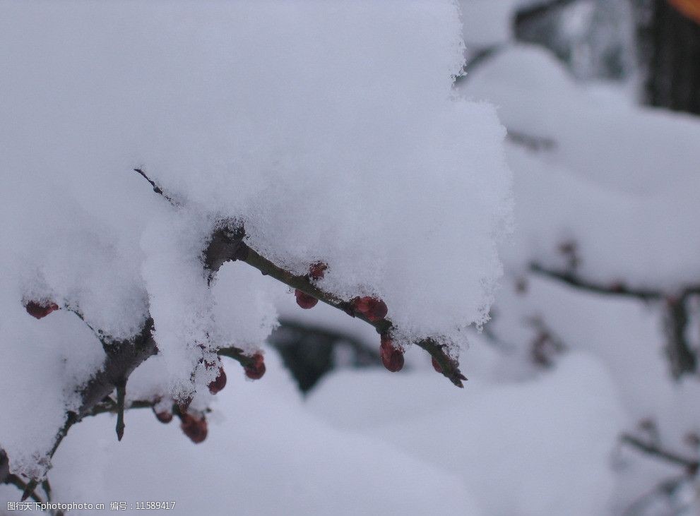 关键词:红梅雪景二 红梅 梅花 白雪 雪 雪景 雪花 常州红梅公园 自然