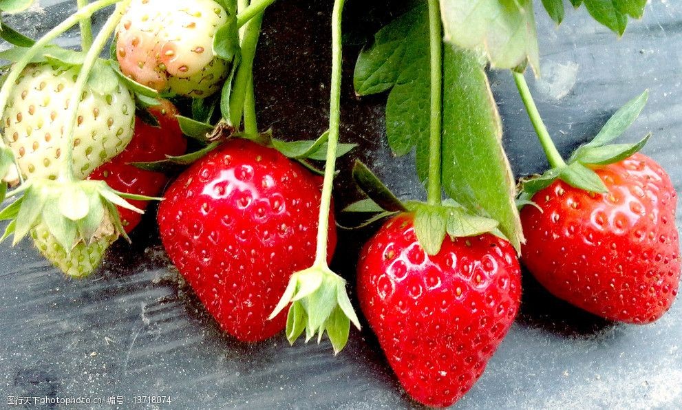 关键词:诱人草莓 鲜红欲滴 果实 高清草莓 新鲜 绿色水果 成熟草莓