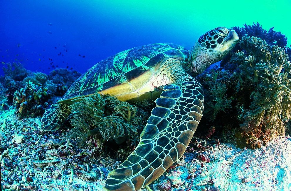 关键词:海底生物 海底世界 海底 乌龟 神龟 海底景观 海洋生物 生物
