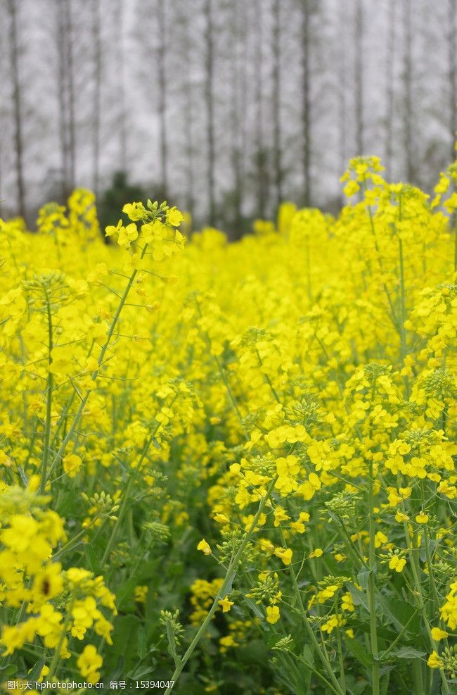 阳春三月油菜花油菜花朵田图片