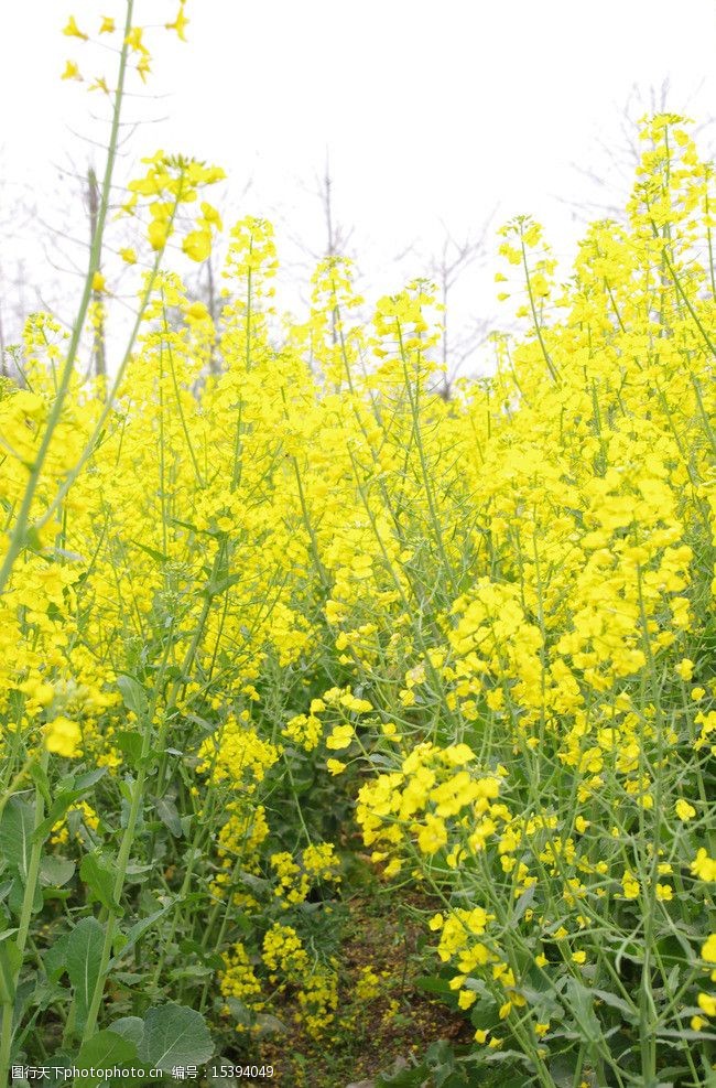 阳春三月油菜花油菜花朵田图片