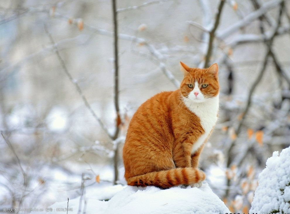 雪地里的猫图片