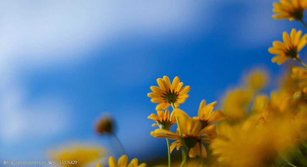 关键词:小雏菊 花 花草 壁纸 蒲公英 自然 植物 绿色 小清新 黄色