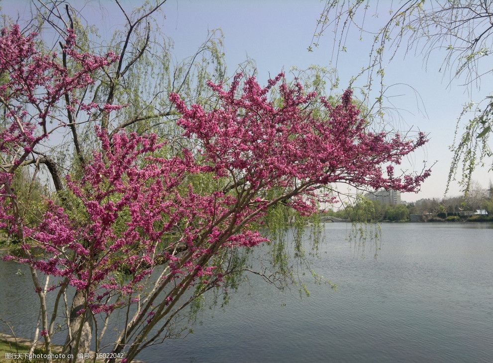 绿树红花湖面 春天 绿树 红花 湖堤 晴空 垂柳 楼房 远处的小桥 山水