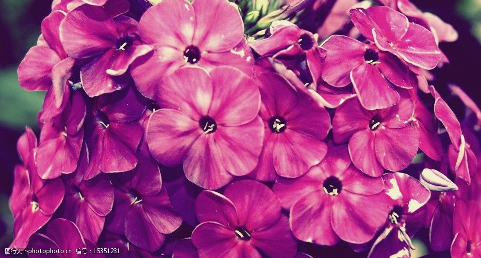 关键词:茂盛的紫色花 摄影 生物 世界 花草 紫色 花朵 五瓣 花片 白色