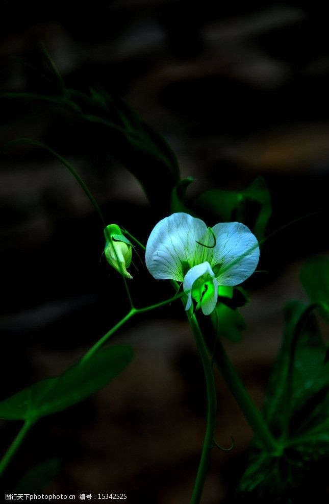 关键词:豌豆花 生物 植物 农作物 豆类 豆花 白色花 藤蔓 枝叶 花草