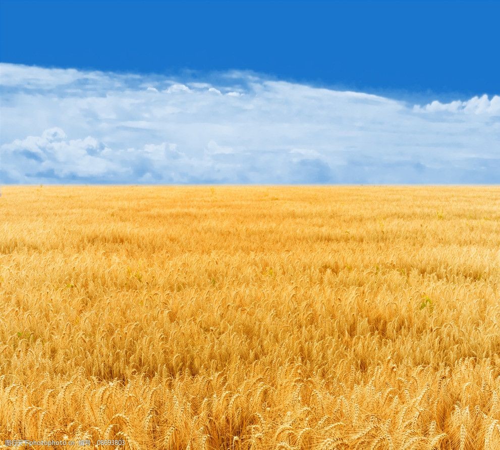 关键词:蓝天白云麦地 蓝天 白云 麦地 小麦 麦子 麦穗 田园风光 自然