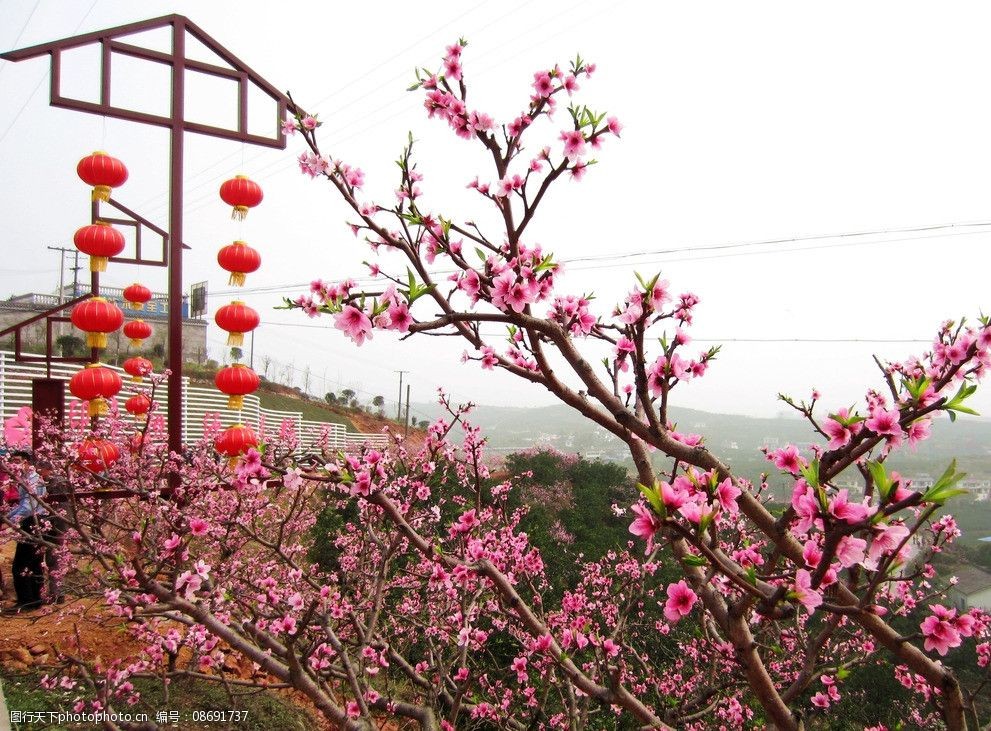 桃花映灯笼图片