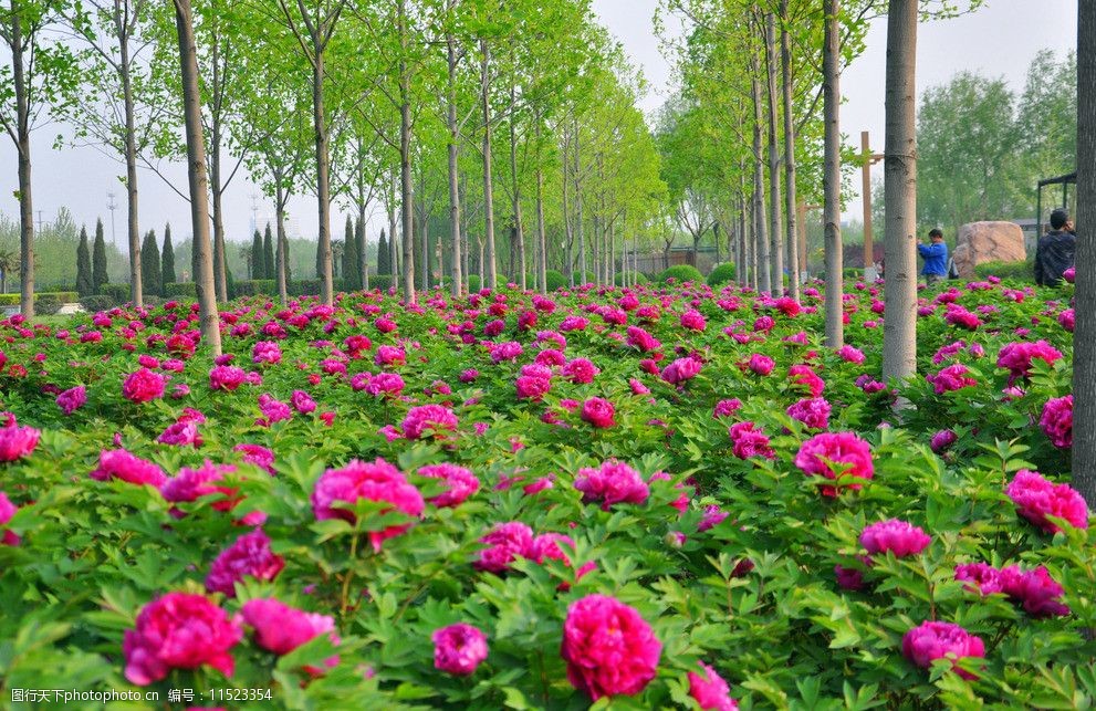 洛阳牡丹 牡丹花 洛阳 牡丹 隋唐 植物园 自然风景 自然景观 摄影 300