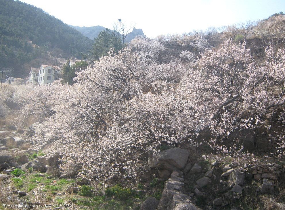 崂山樱花图片