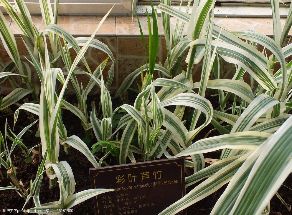 植物彩叶卢竹图片