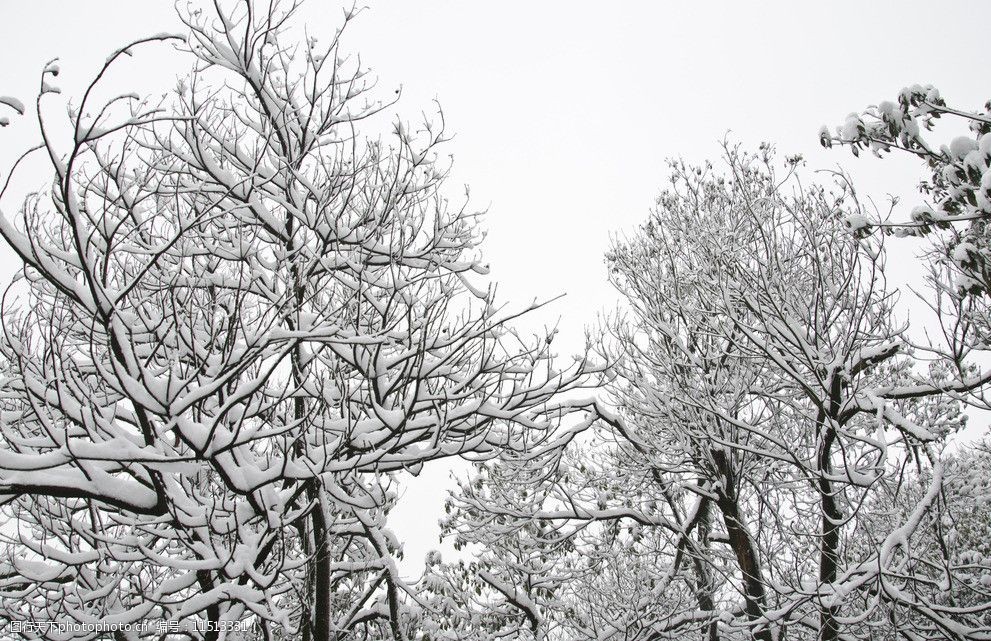 关键词:森林雪景 森林 树木 林木 绿化 植被 山中雪景 积雪 雪花 雪天