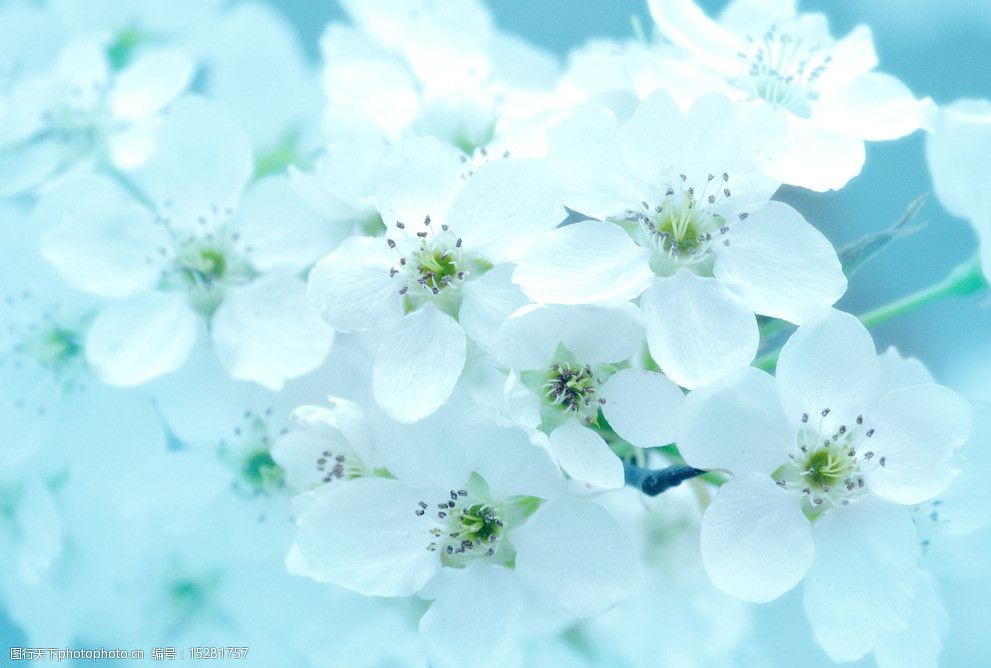 关键词:冰清玉洁 梨花 洁净背景 花卉 盛开 高调 花草 生物世界 摄影