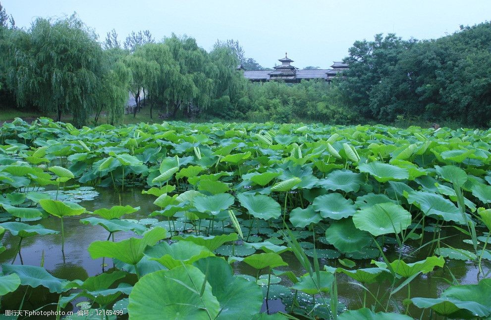 关键词:荷花 聚焦 花朵 春季 生机 国内旅游 旅游摄影 摄影 72dpi jpg