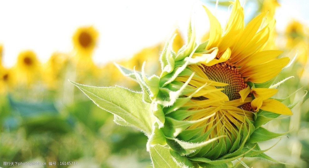 关键词:灿烂向日葵 灿烂 向阳 黄色 鲜艳 小清新 活力 花草 生物世界