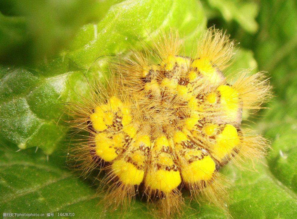 关键词:黄金虫 毛毛虫 绿叶 金色 特色虫 昆虫 生物世界 摄影 72dpi