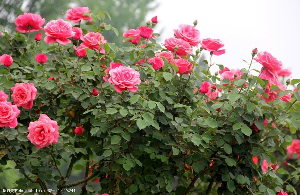 关键词:盛开的月季花 月季 粉红色 植物 木本 绿叶 花草 生物世界