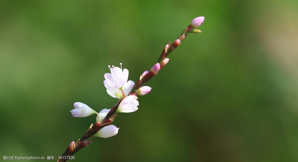 小草开花图片