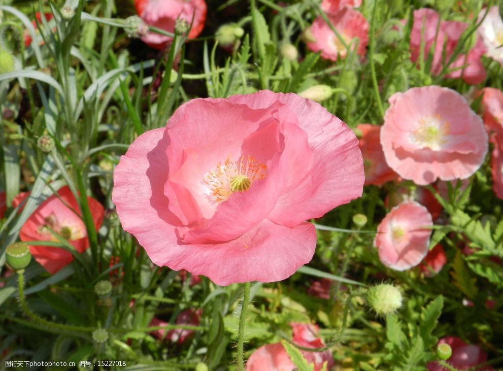 关键词:虞美人 花儿 红色 粉红色 绿叶 阳光 花蕊 花草 生物世界 摄影