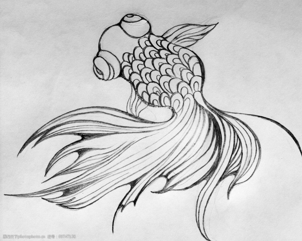 手绘金鱼 手绘 金鱼 铅笔绘制 素描 插画 纹身 美术绘画 文化艺术