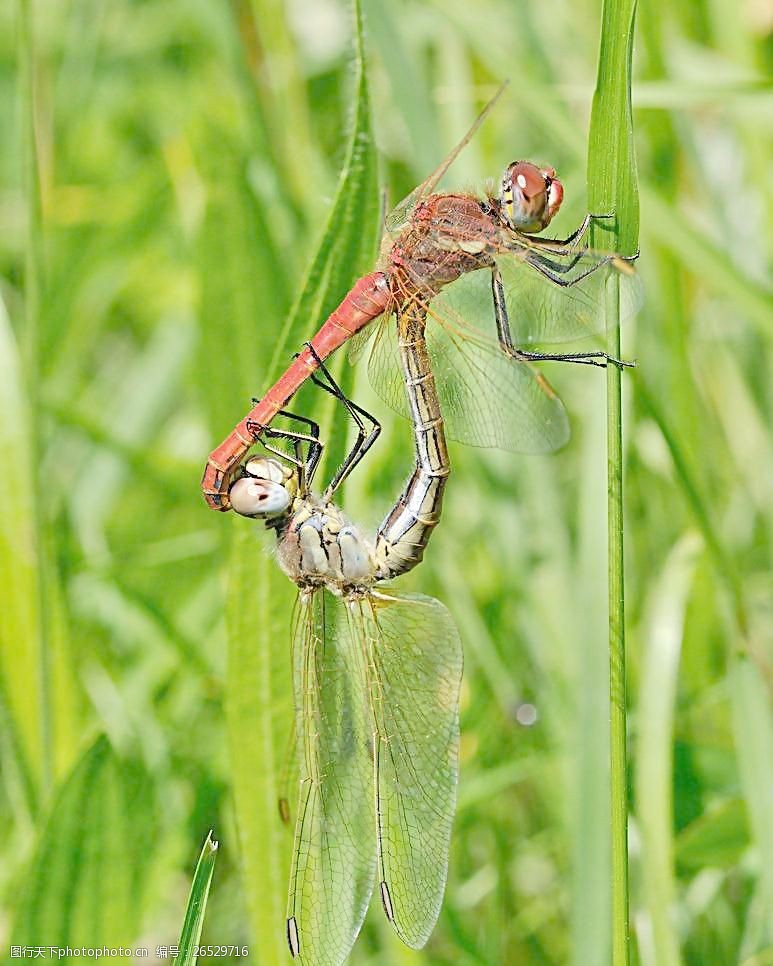 关键词:交配的蜻蜓 蜻蜓 摄影 生物 动物 昆虫 交配 生物世界 300dpi