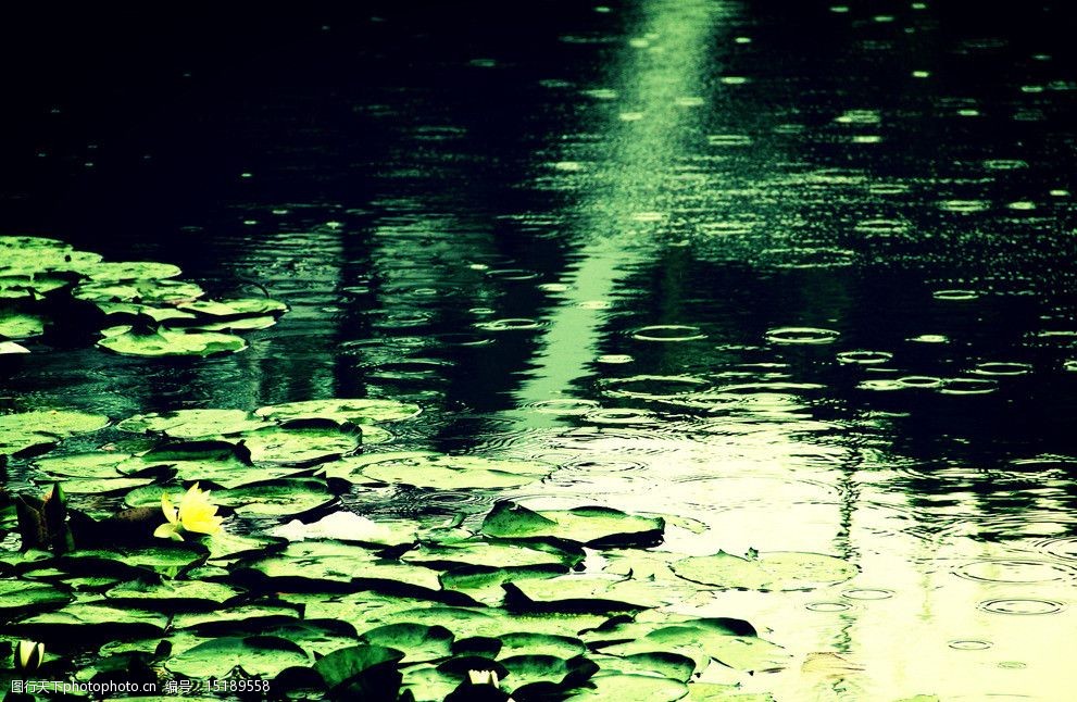 关键词:雨中睡莲 雨季 夏天 睡莲 莲花 自然 风景 花草 生物世界 摄影