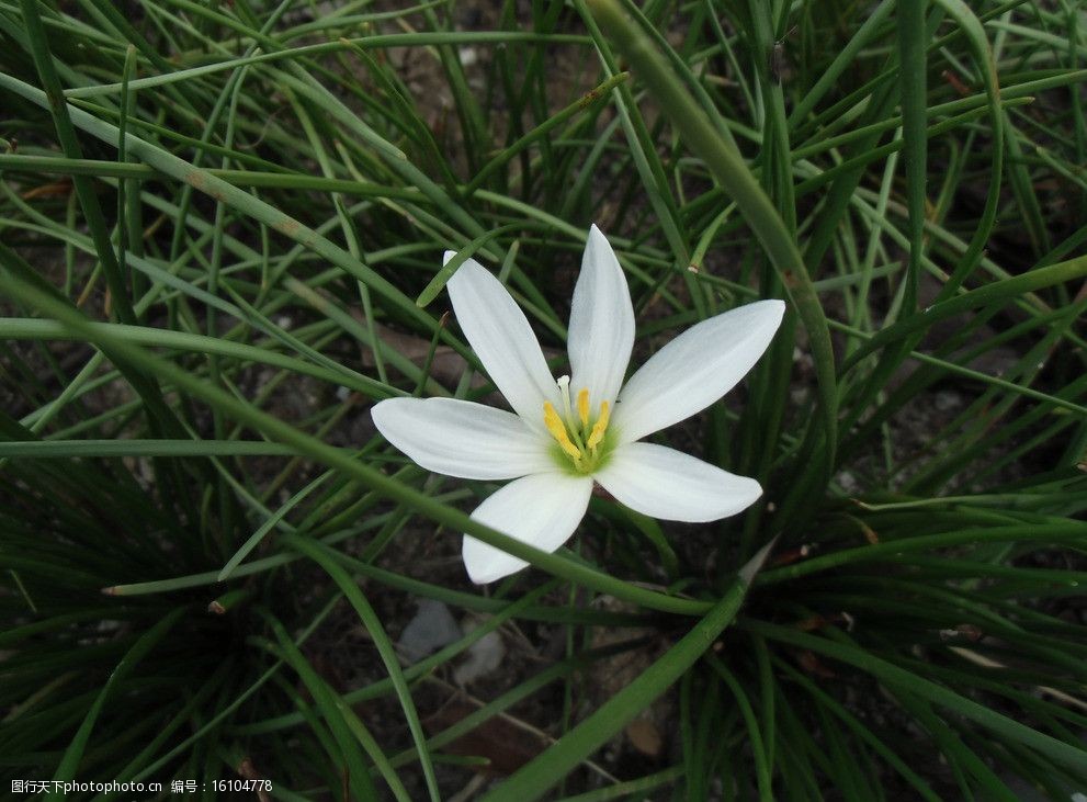 关键词:白色兰花 白花 花朵 花儿 鲜花 花儿摄影 微距摄影 兰花 花草