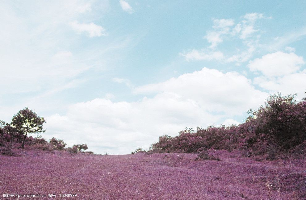 关键词:红色风景 晴朗 天空 风景 红色浪漫 风景素材 花草 生物世界