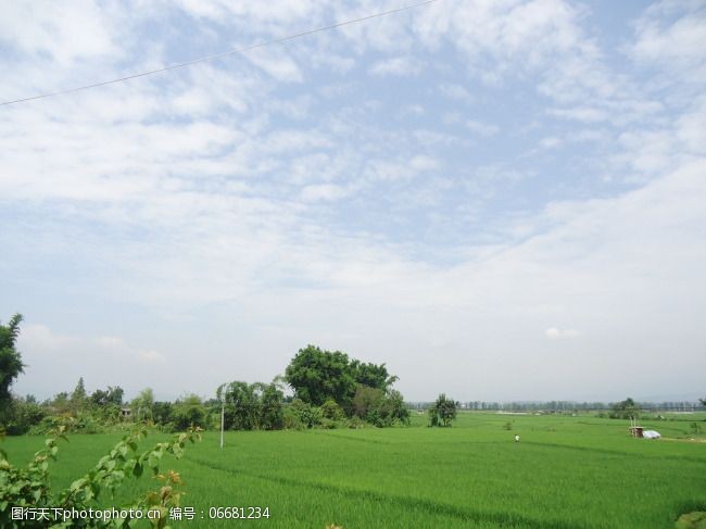 田间水稻自然风景图片免费下载 风景 绿色 农业 水稻 天空 田野 自然