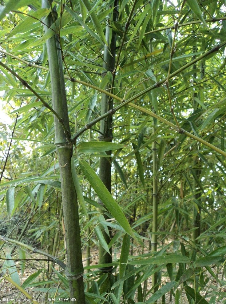 关键词:青翠竹林 竹子 青翠竹子 竹林 郁郁葱葱 竹叶 绿叶 树木树叶