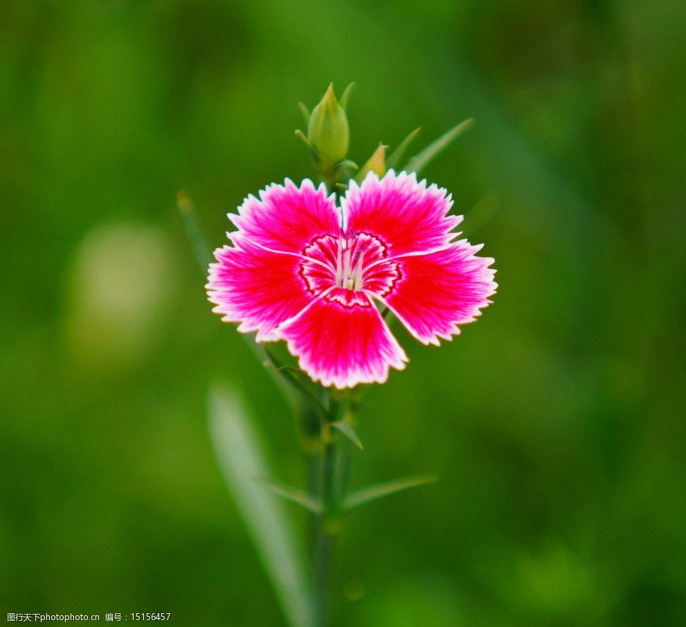 关键词:石竹花 漂亮小花 小花 花 美丽的小花 野花