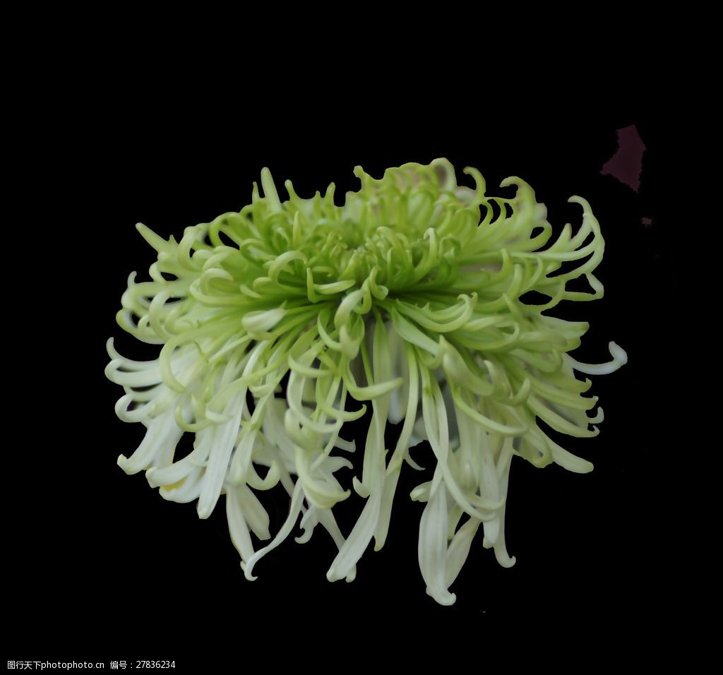 位图植物花朵菊花免费素材