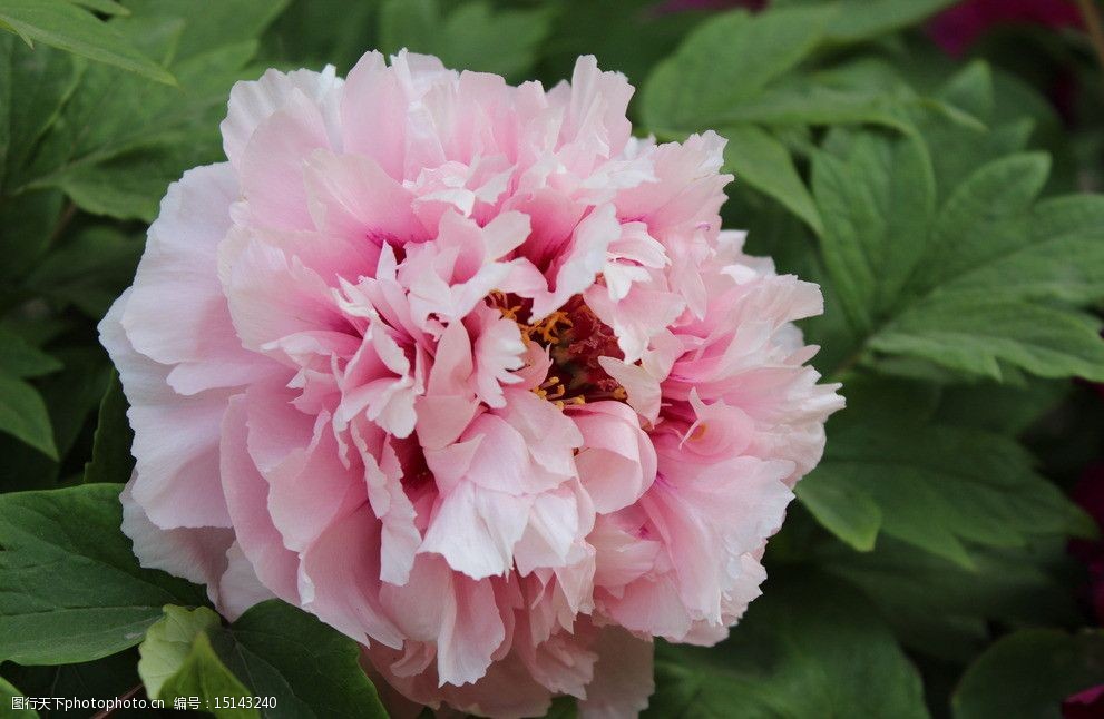 国色牡丹 粉色 牡丹 特写 大朵 洛阳 国花 国色 花草 生物世界 摄影